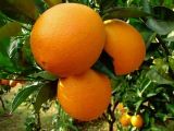 柑橘种植技术(2)