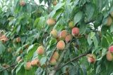桃子的栽培技术(2)