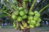 椰子种植的注意事项