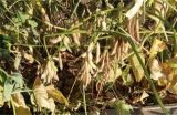 大豆秕粒原因及防治方法