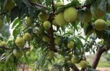 大棚桃树种植技术(2)