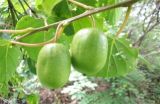 软枣猕猴桃种植注意事项