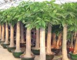 发财树种植和养护管理技术(2)