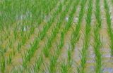 水稻洪涝灾害后该怎么办