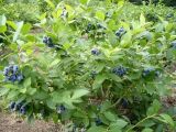 蓝莓种植技术(2)