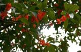常见的桂花树有哪些品种？(2)
