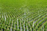 怎样加强水稻苗期分蘖率