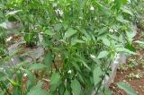 辣椒高产种植技术(3)