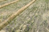小麦缺苗断垄如何补救
