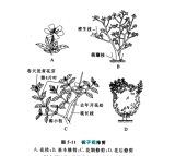 栀子花怎么修剪，栀子花什么时候修剪最适当呢