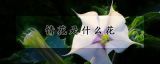 情花是什么花