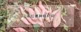 春红薯种植时间