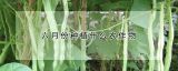 六月份种植什么农作物