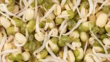 怎么种绿豆芽最简单做法