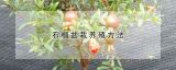 石榴盆栽养殖方法