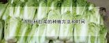 东北秋白菜的种植方法和时间