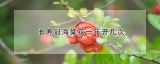 长寿冠海棠花一年开几次