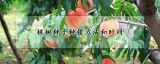 桃树种子种植方法和时间