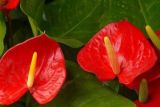 火鹤花和红掌有什么区别，最大的区别在于开出的花苞不同