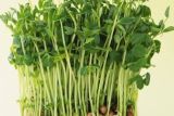 绿豆水培的方法和注意事项