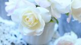 33朵白玫瑰花语
