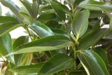 平安树叶子耷拉怎么办，适当补充光照增施氮肥