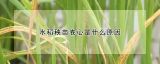 水稻秧苗卷心是什么原因