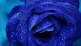 蓝色妖姬的花语是什么