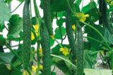 黄瓜种子怎么种植方法