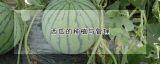 西瓜的种植与管理