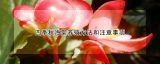 四季秋海棠养殖方法和注意事项