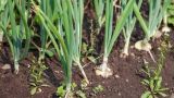 洋葱的种植方法视频