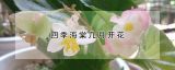 四季海棠几月开花