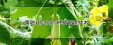 露地丝瓜高产种植管理技术