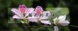 紫荆花的花语