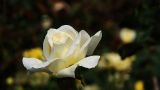 白玫瑰花语象征与寓意