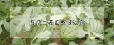 西瓜二茬瓜整枝诀窍