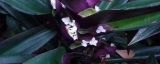 紫背兰繁殖扦插
