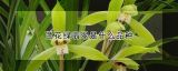 兰花绿翡翠是什么品种