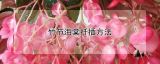 竹节海棠扦插方法