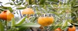 橘子种植方法和管理