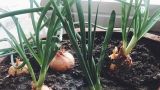 洋葱怎么种植方法视频
