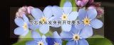 勿忘我从发芽到开花要多久