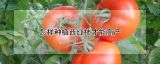 怎样种植西红柿才能高产