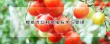 樱桃西红柿种植技术与管理