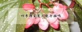 四季海棠夏天能扦插吗