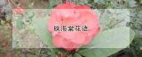 铁海棠花语