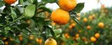 柑橘肥害的表现