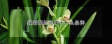 绿翡翠兰花属于什么品种