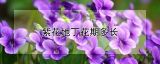 紫花地丁花期多长